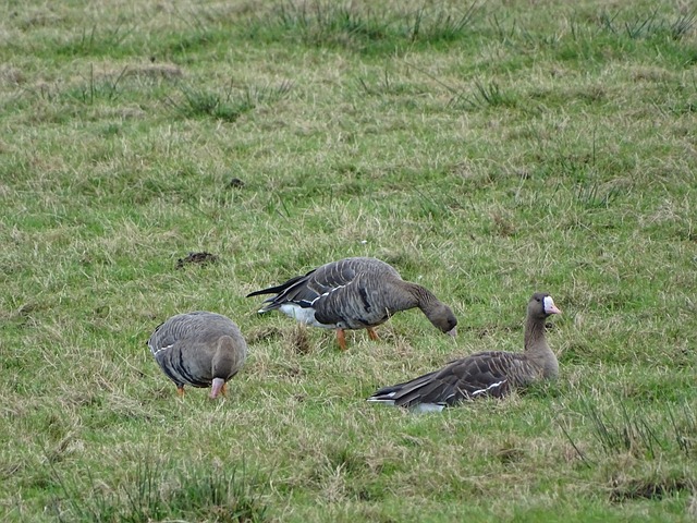 日本队以2-0击败加纳队，堂安律远射破门，阿布受伤离场，日本队近10场全胜，展现强大实力。